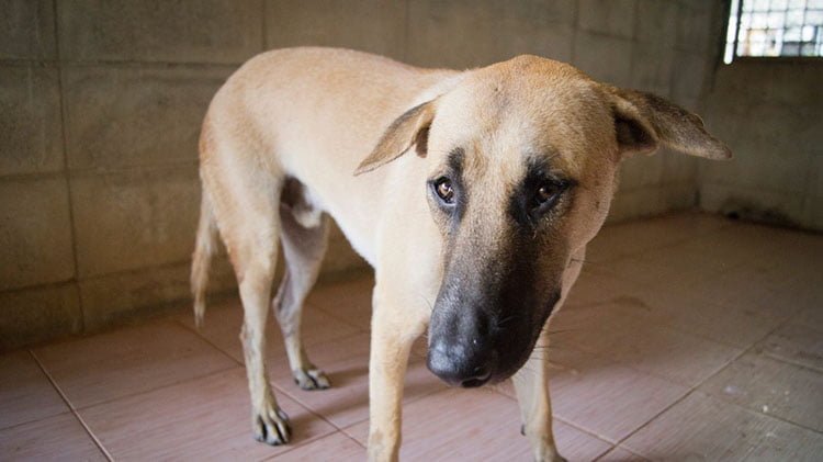 Perro rescatado iba a ser sacrificado para el consumo