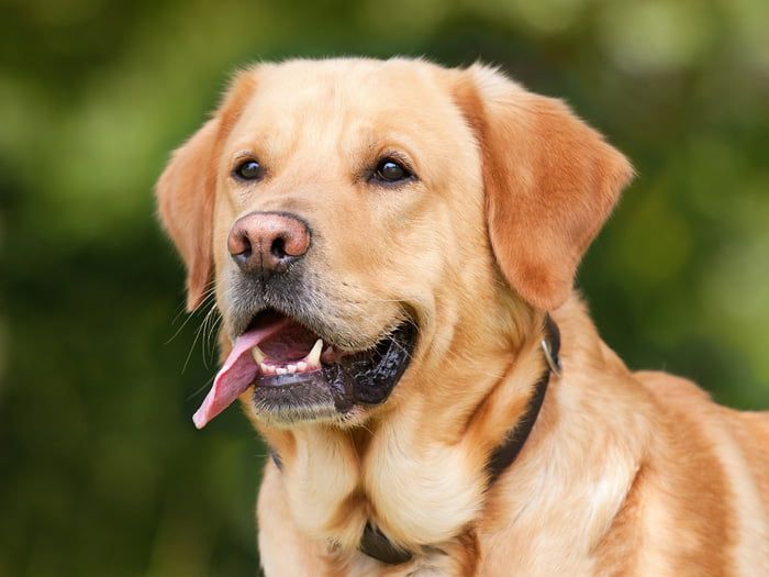 La sarna sarcóptica es el tipo más común de sarna en perros