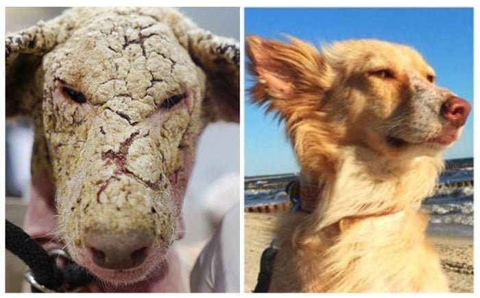 Perro tenía miedo de los humanos Perro tenía miedo de los humanos