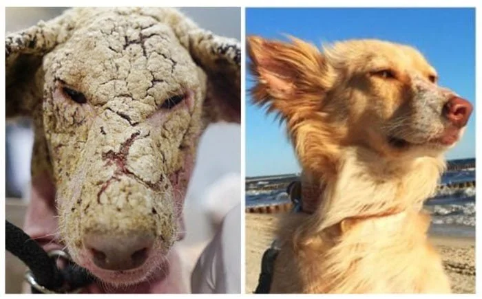 Perro tenía miedo de los humanos Perro tenía miedo de los humanos