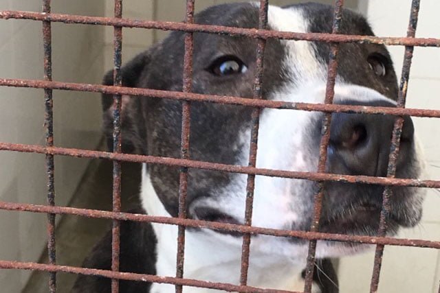 Perro trsite tras las rejas del zoo