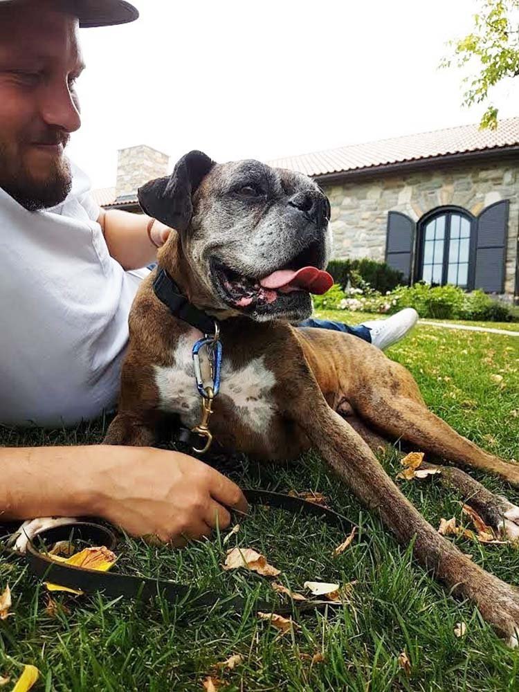 cane vecchio e malato è adottato