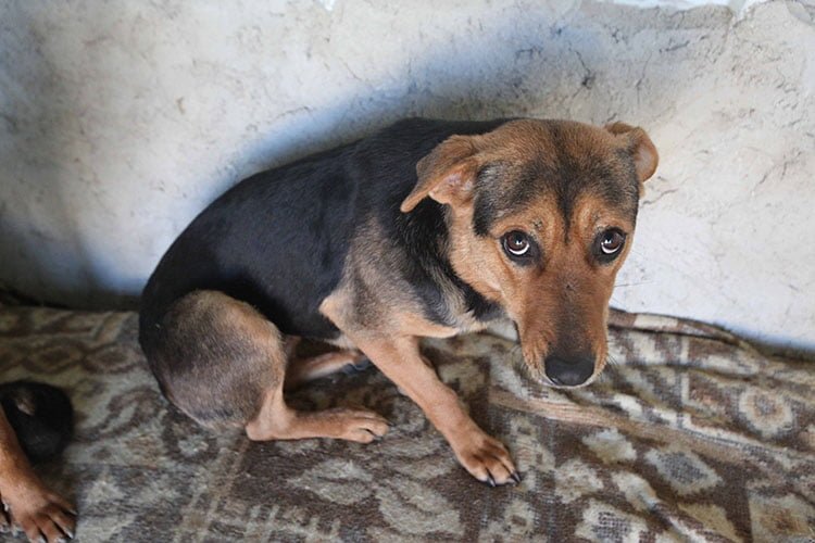 Perros de un refugio