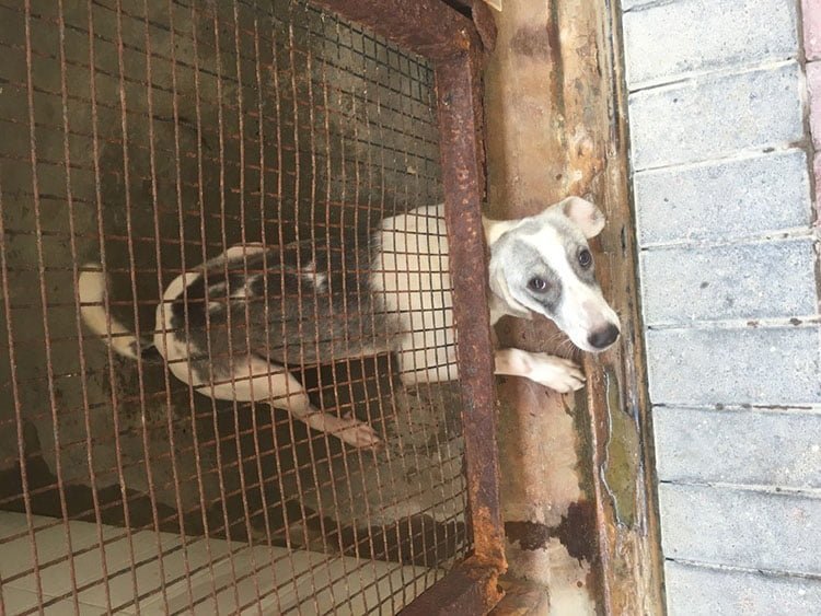 Perros en el zoo