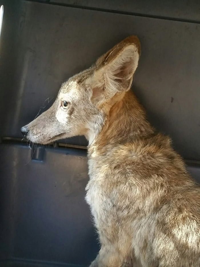 Princesa, la coyote