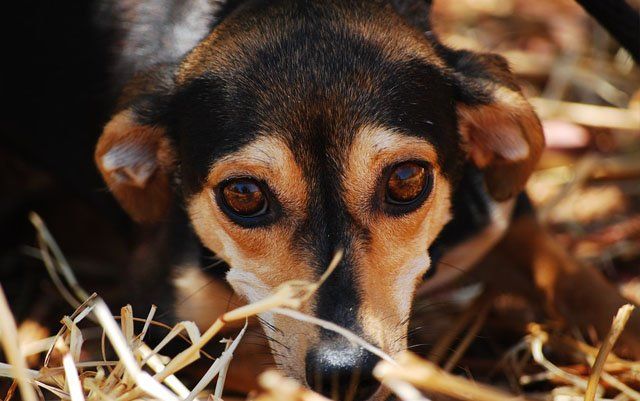 Sarna en perros, causas, síntomas y tratamiento