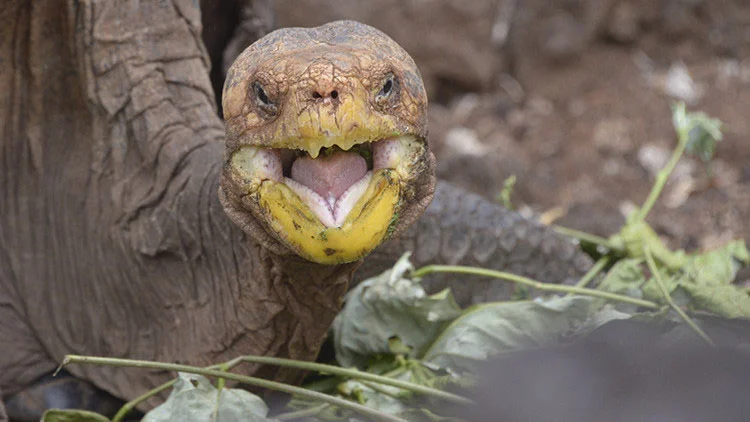 Tortuga en peligro de extinción salva su especie
