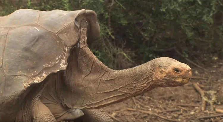 Tortuga tuvo 800 crías Tortuga tuvo 800 crías