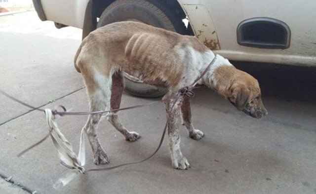 Tres niños en edad escolar violaron a un perro y son acusados de crueldad animal