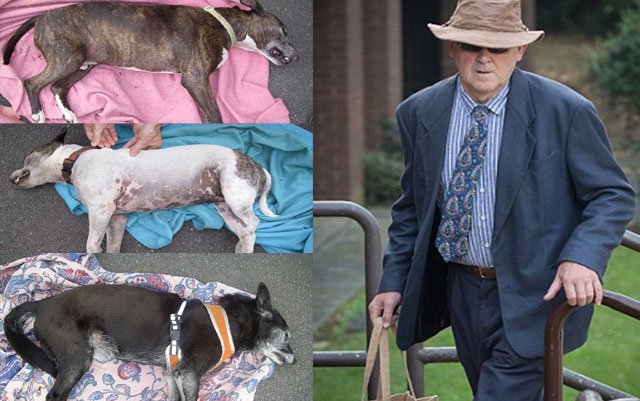 Tres perros murieron “cocinados vivos” en un auto mientras su humano estaba en el gimnasio, el hombre deberá afrontar una condena