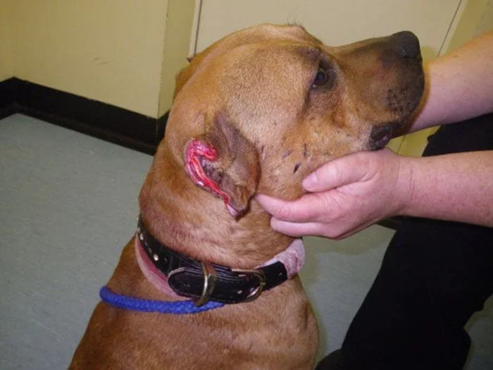 Hombre fue condenado por drogar a su perro con cocaína y arrancarle las orejas 1 Victor