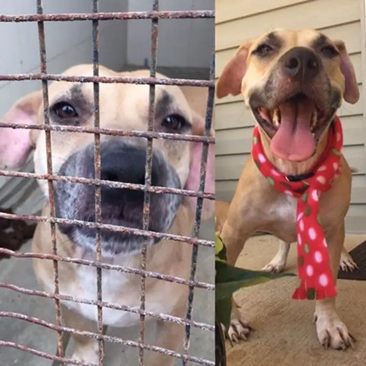Zoológico tiene perros encerrados