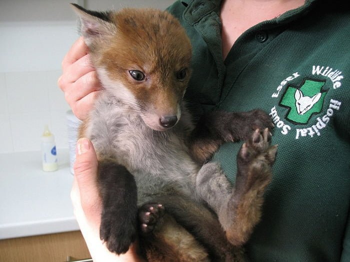 zorrito
