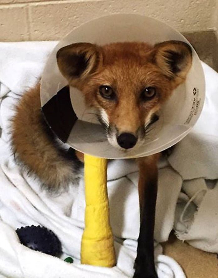 Zorro recuperándose