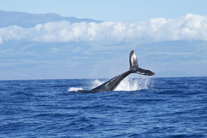 animales omnívoros, ballena