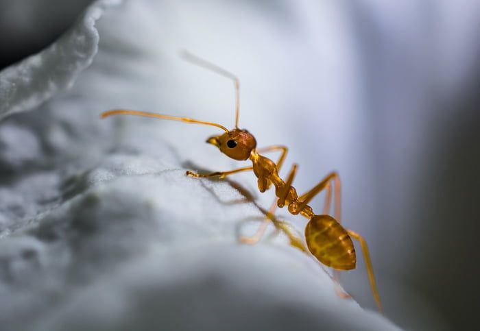 La hormiga roja como las avispas y cucarachas son animales omnívoros invertebrados