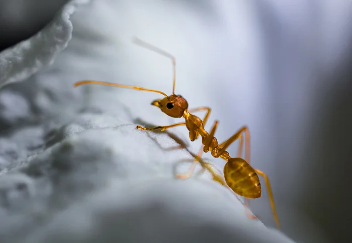 Hormiga roja La hormiga roja como las avispas y cucarachas son animales omnívoros invertebrados