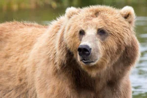 Oso pardo El oso pardo es un gran ejemplo de mamíferos omnívoros