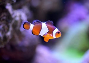 pez payaso es un animal acuático omnívoro