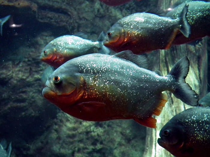 Piraña Las pirañas consumen otros animales pero también plantas