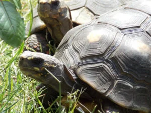 La tortuga carbonaria o cirujana es un gran ejemplo de reptil omnívoro