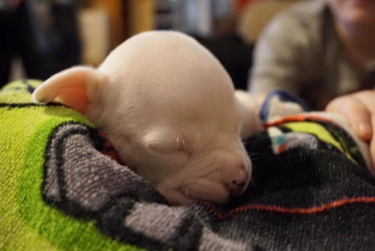 cachorrito abandonado