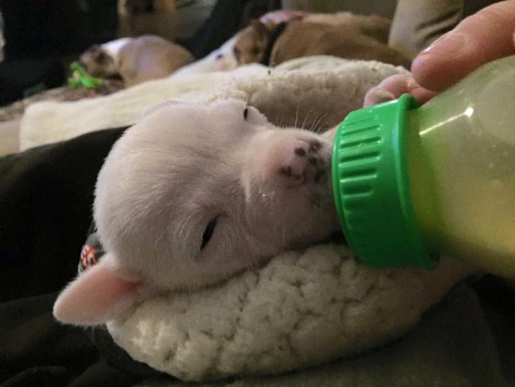 cachorro abandonado y recién nacido