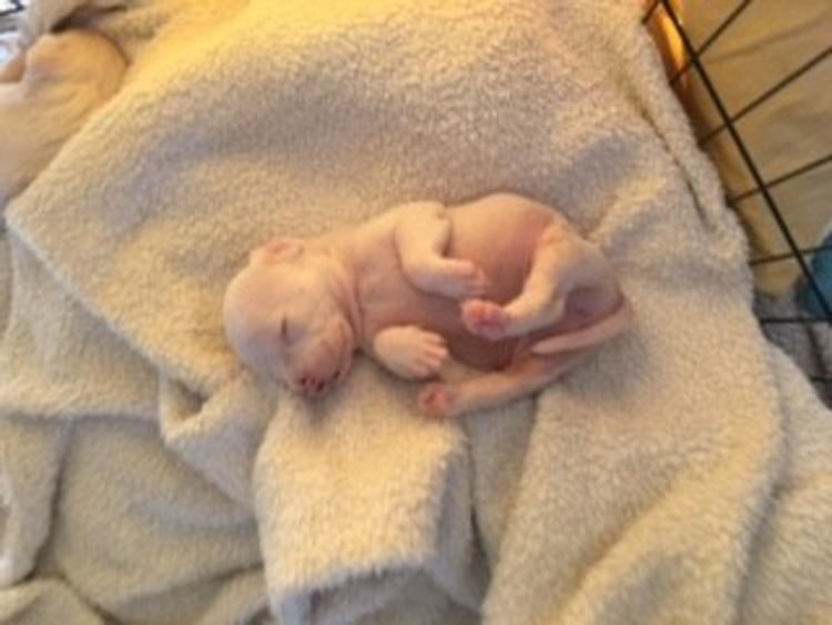 cachorro recien nacido