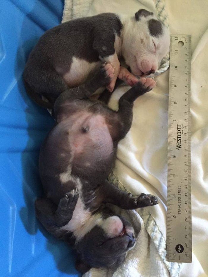 cachorros bebés