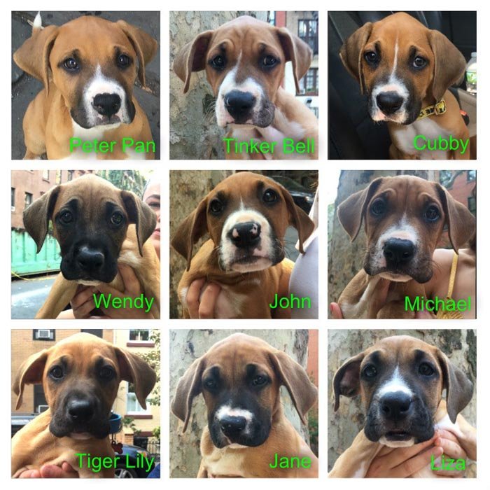 cachorros de peter pan