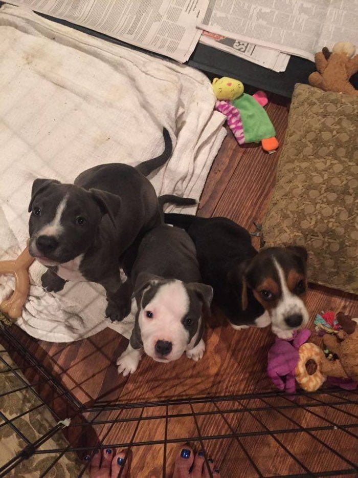 cachorros de pit bull y beagle
