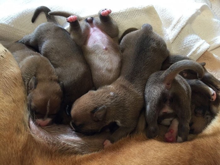 cachorros peter pan