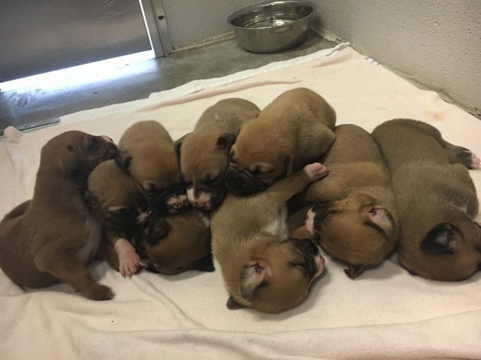 cachorros