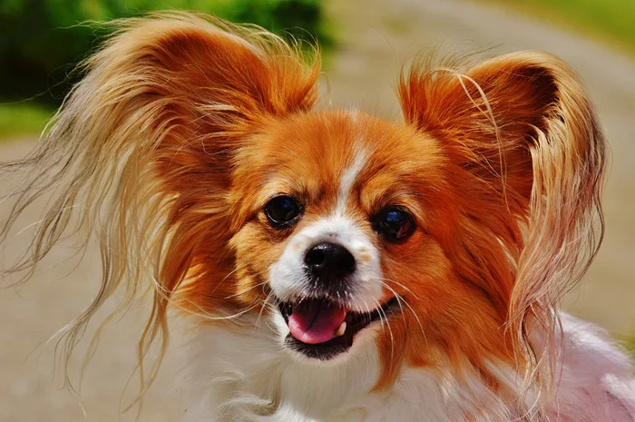 chihuahua, evitar que tu perro ladre mucho