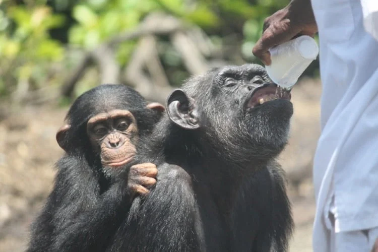 chimpancés