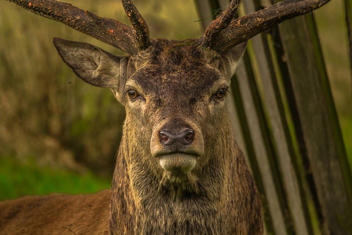 ciervo, animales rumiantes