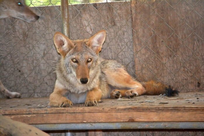 coyote recuperándose