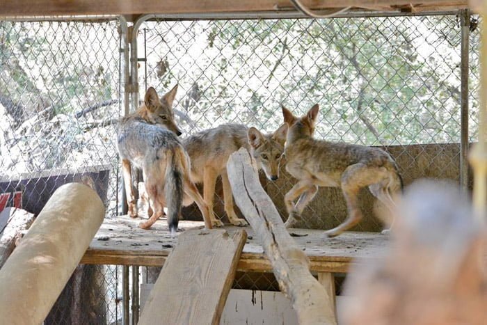 coyotes