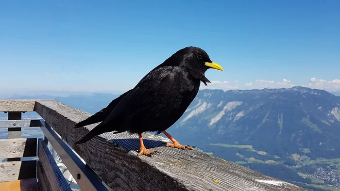 cuervo, animal omnívoro