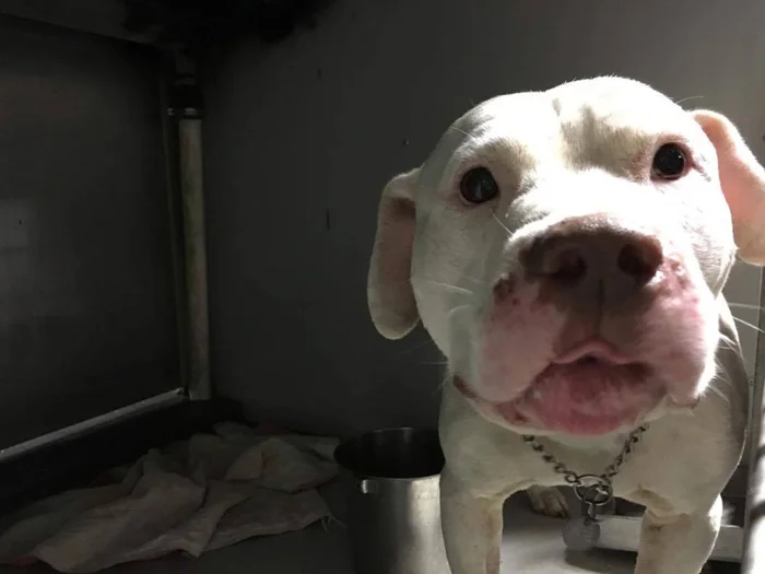 Perro abandonado en el patio se va de excursión y no puede dejar de sonreír 3 elmo triste