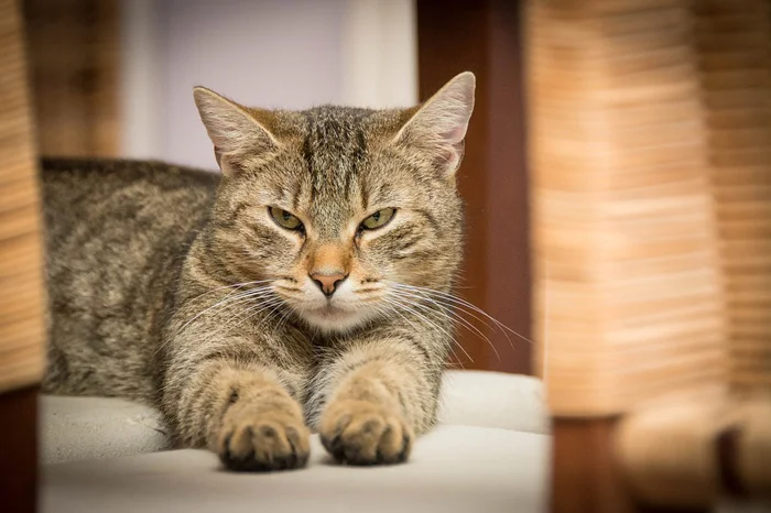 Al elegir nombres de gatitos ten en cuenta la opinión de toda tu familia Al elegir nombres de gatitos ten en cuenta la opinión de toda tu familia