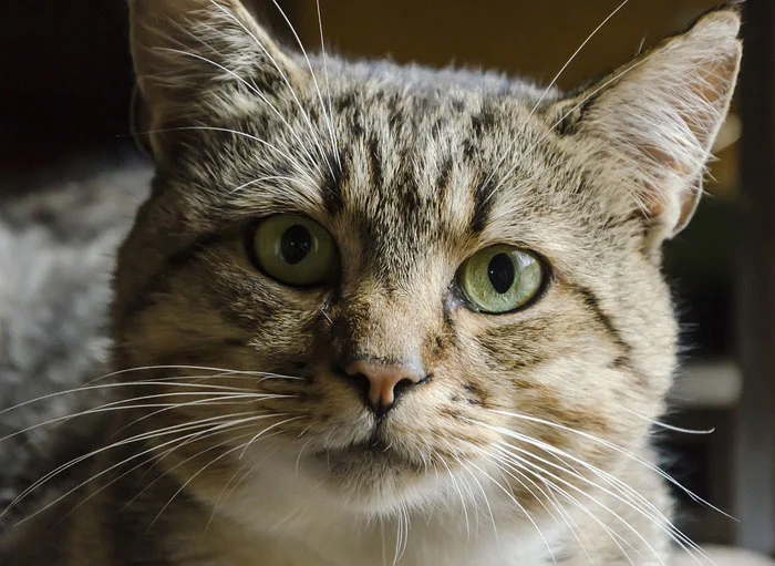 Nombres para gato macho El nombre para gato macho que elijas debe ser corto y de fácil pronunciación