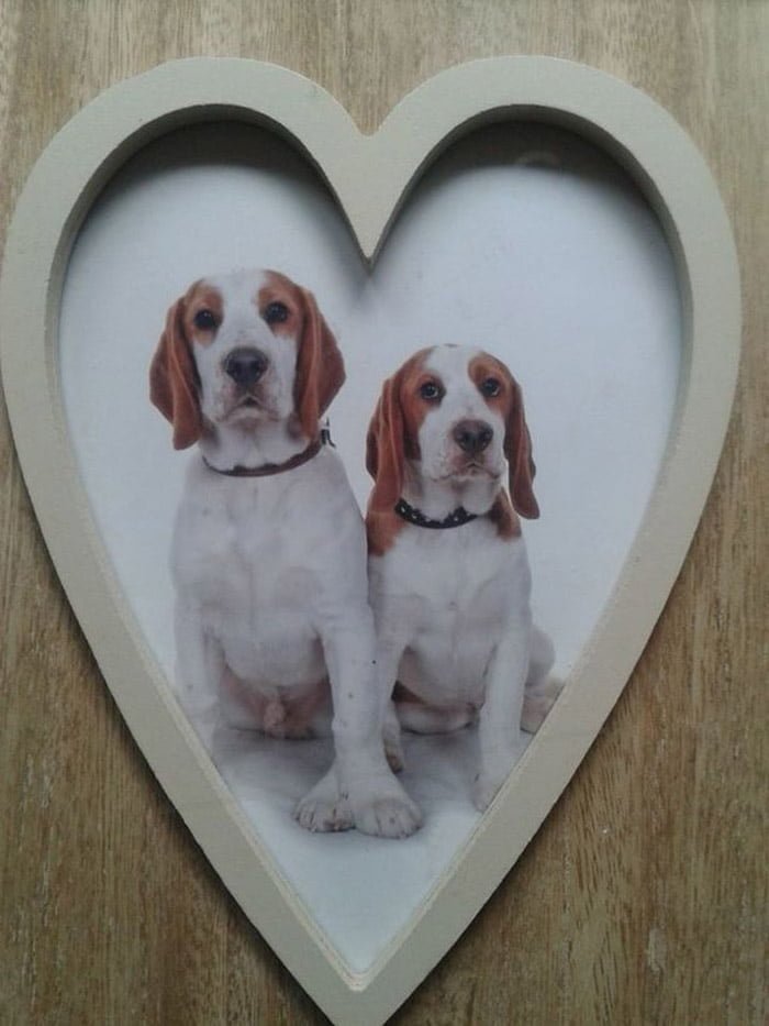 hansum y harry hermanos