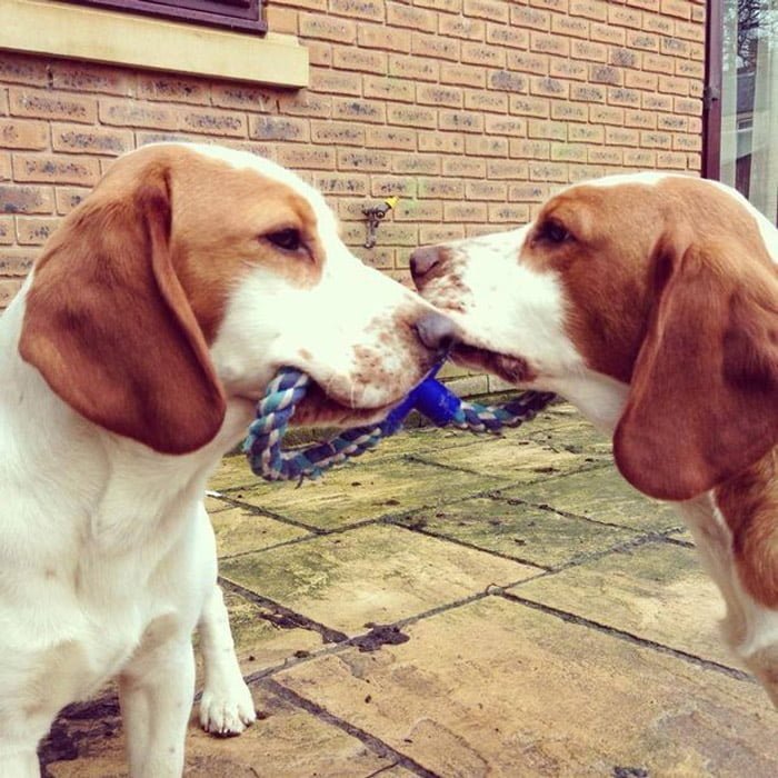 hansum y harry