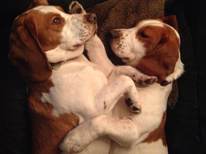 harry y hansum