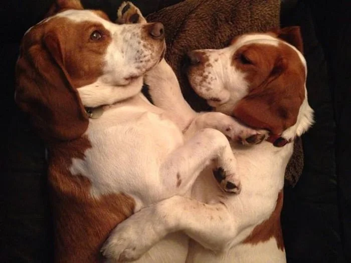 Harry y Hansum harry y hansum