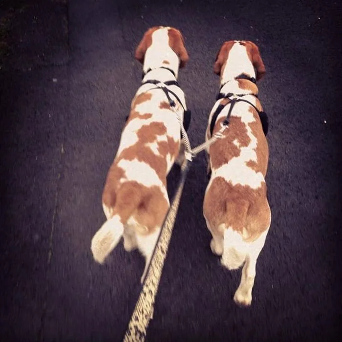 Harry y Hansum hermanos perros