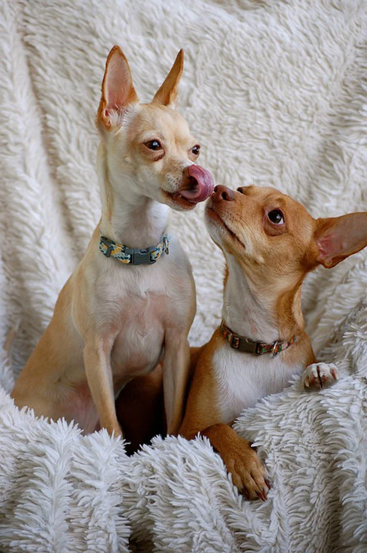 Los perros también lamen cuando sufren estrés Los perros también lamen cuando sufren estrés