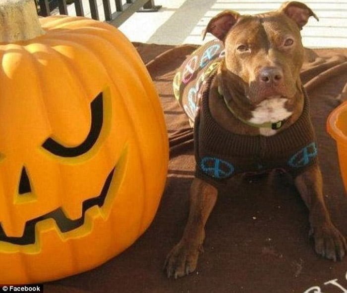 patrick en halloween
