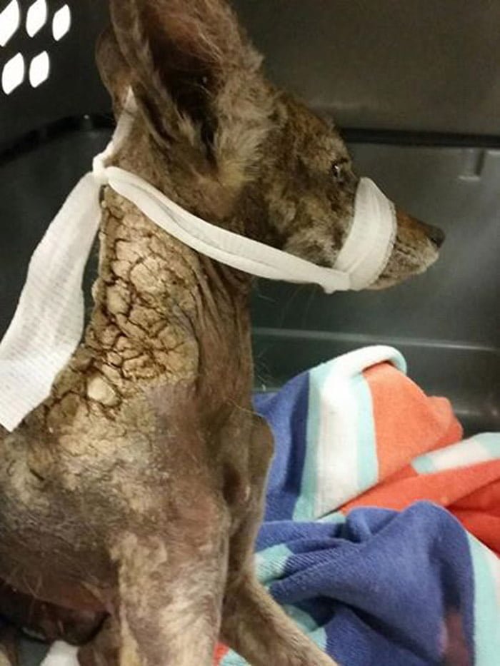 pensaron que se trataba de una perra